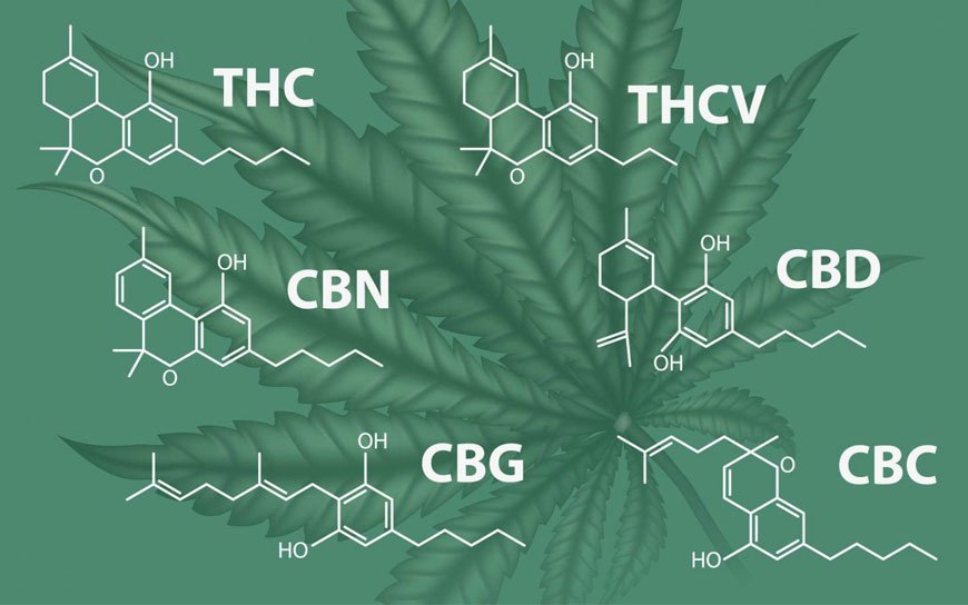 Los-Fitocannabinoides-3---Cannagustin