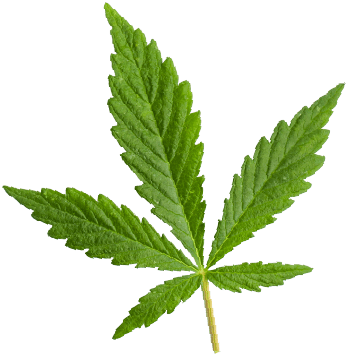 https://cannagustin.com/wp-content/uploads/2018/12/marijuana_leaf.png