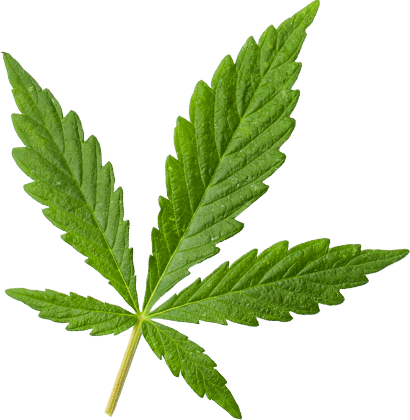 https://cannagustin.com/wp-content/uploads/2018/12/marijuana_leaf_large.png