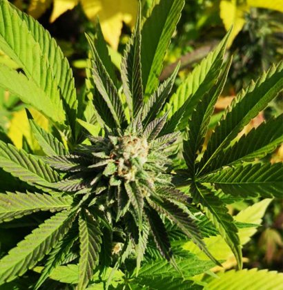 Agustin-Medical-Variedad-Cannabis---Cannagustin