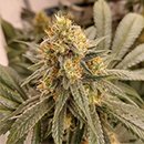 MAGDALENA-MEDICINAL-Variedad-Cannabis-THC-130--Cannagustin