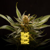 Qué es el THC Conoce sus efectos y usos