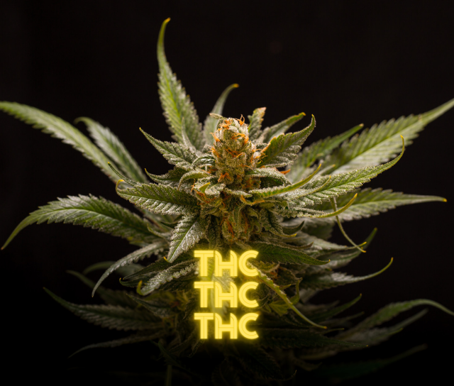 Qué es el THC: Conoce sus efectos y usos